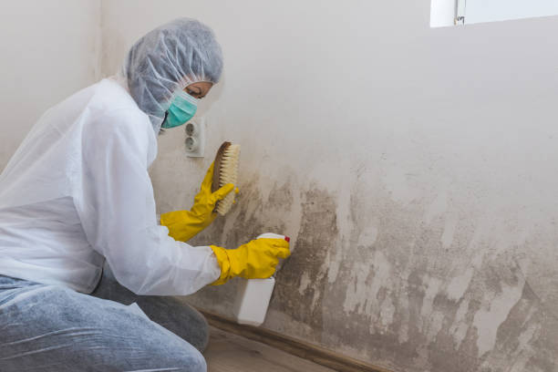 Best Attic Mold Removal  in Tucker, GA