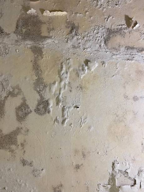 Best Mold Cleaning Services  in Tucker, GA